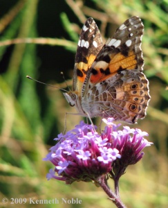 painted lady (Cynthia cardui) Kenneth Noble